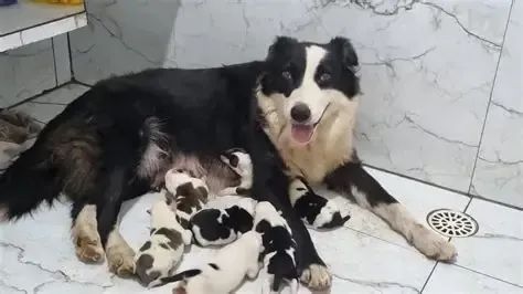labrador x border colier 