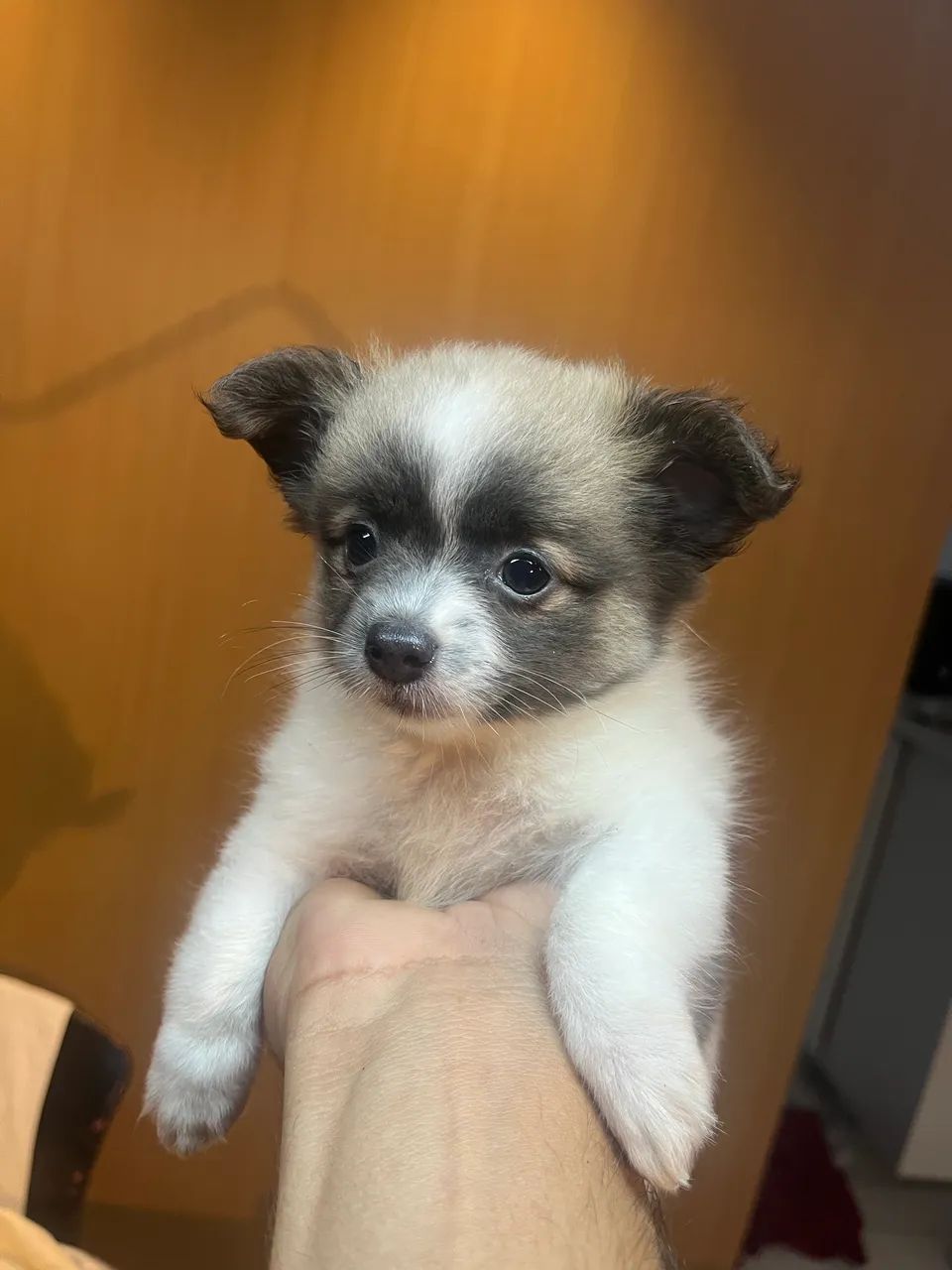 CHIHUAHUA - MACHO E FÊMEA ? - Foto 5