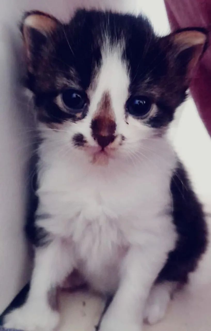 Estou doando uma gata filhote fêmeas- Adoção Responsável  (Jaboatão Centro)