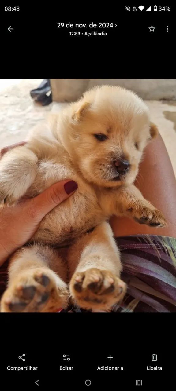 ChoW chow  - Foto 5