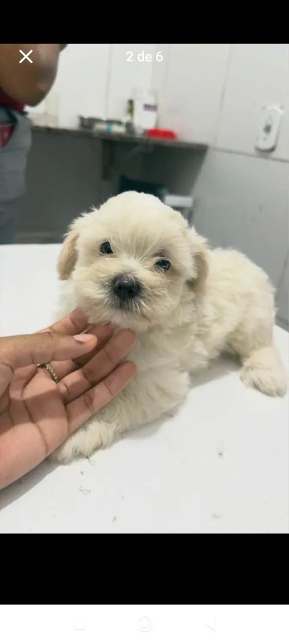 Poodle micro 