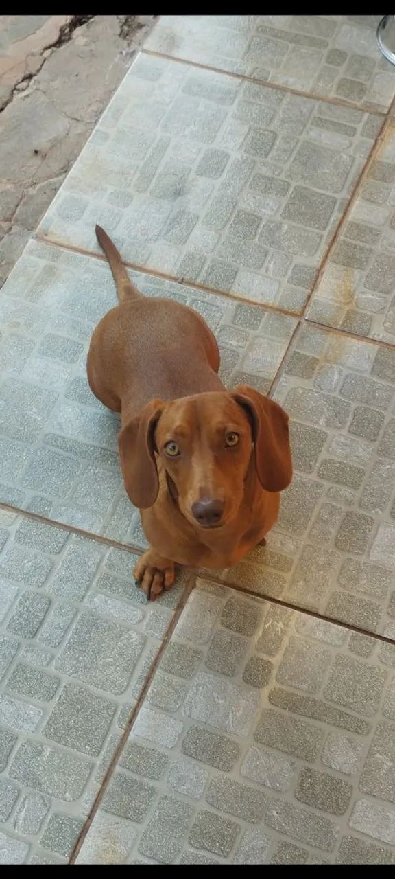 Filhotes de Dachshund a Venda - Foto 4