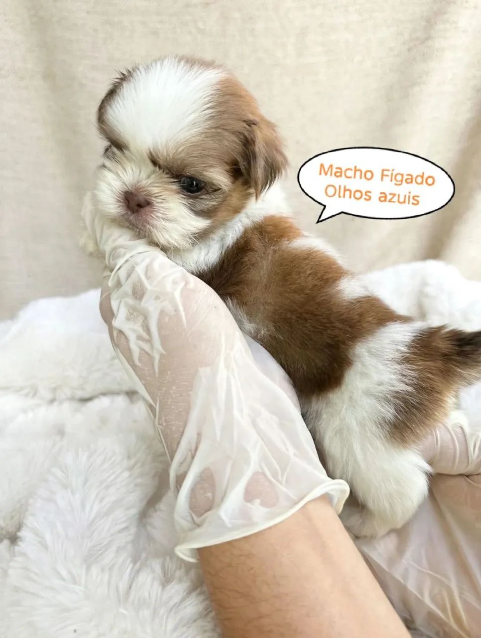 Shih-tzu Macho cor (Fígado, chocolate e Tricolor) - Foto 4