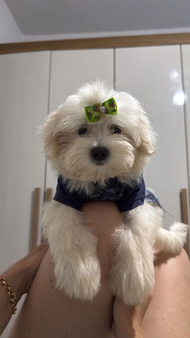 CACHORRO MALTÊS  - Foto 3