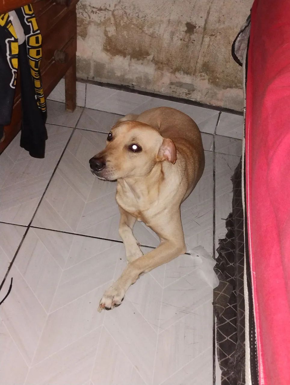 adoção  - Foto 5