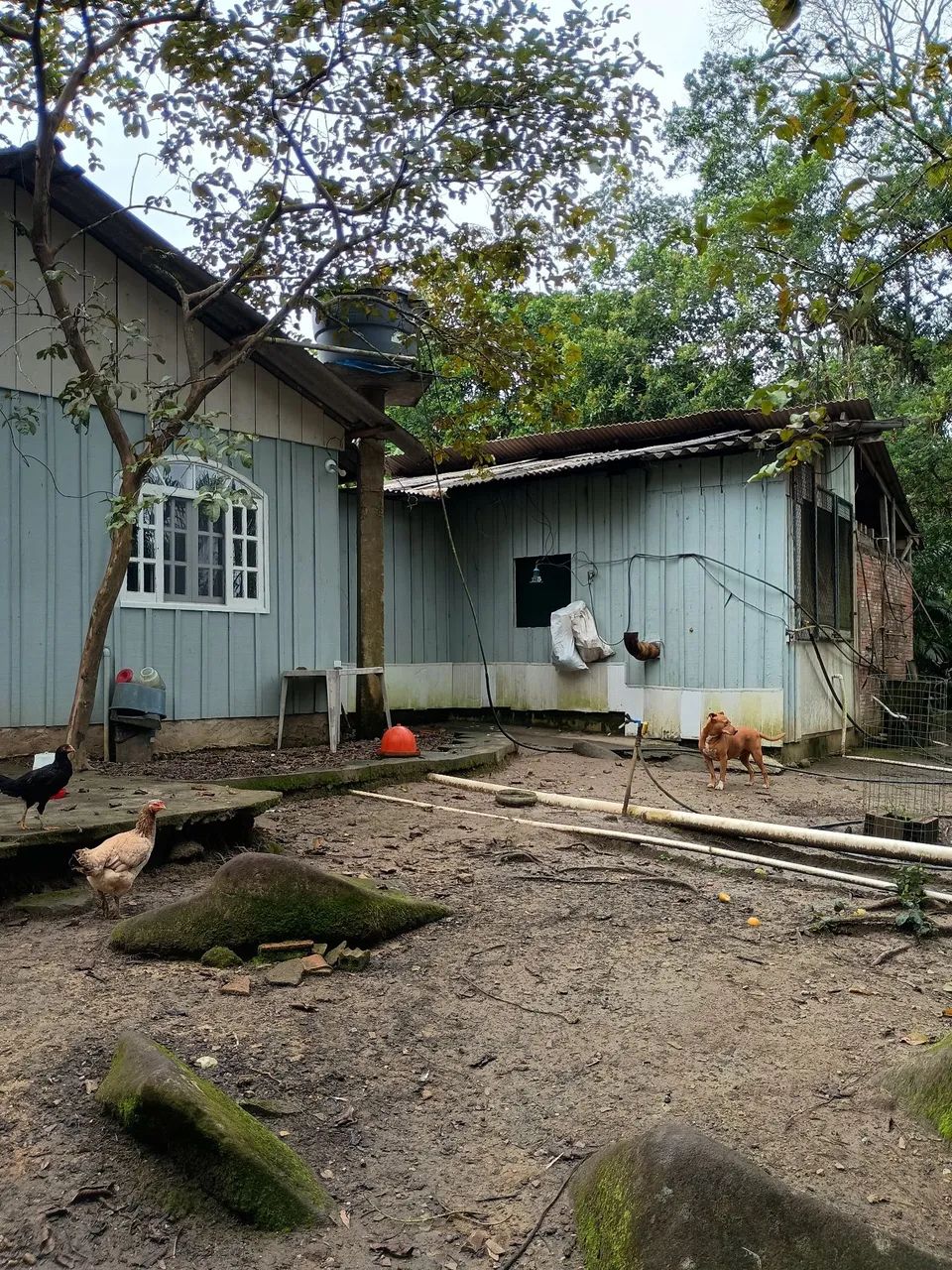 Chácara em Antonina  - Foto 4
