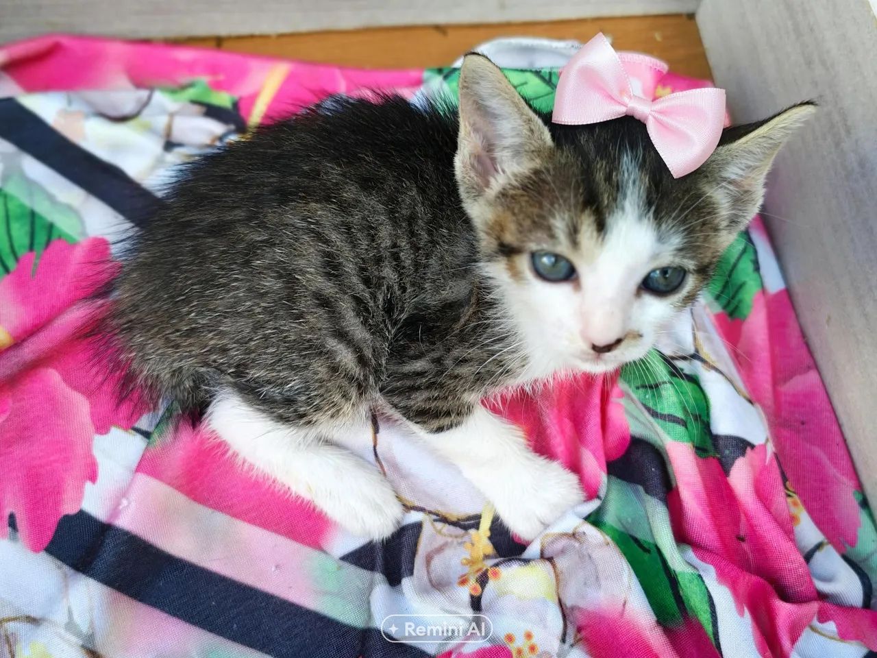 Gatinhas - Foto 3