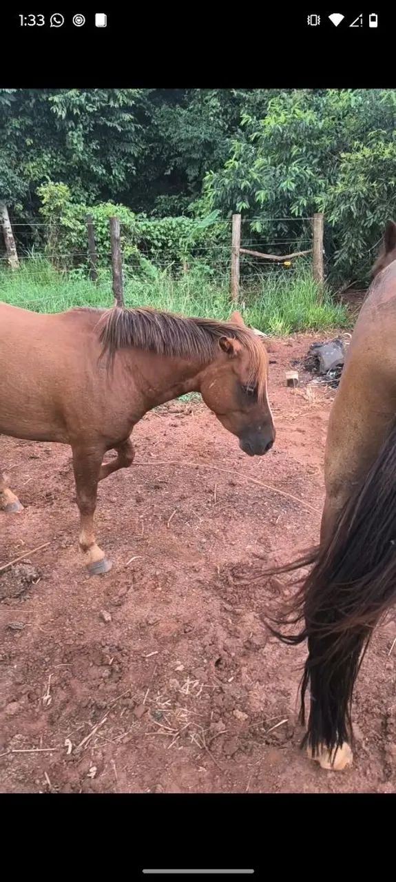 Pônei a venda  - Foto 2