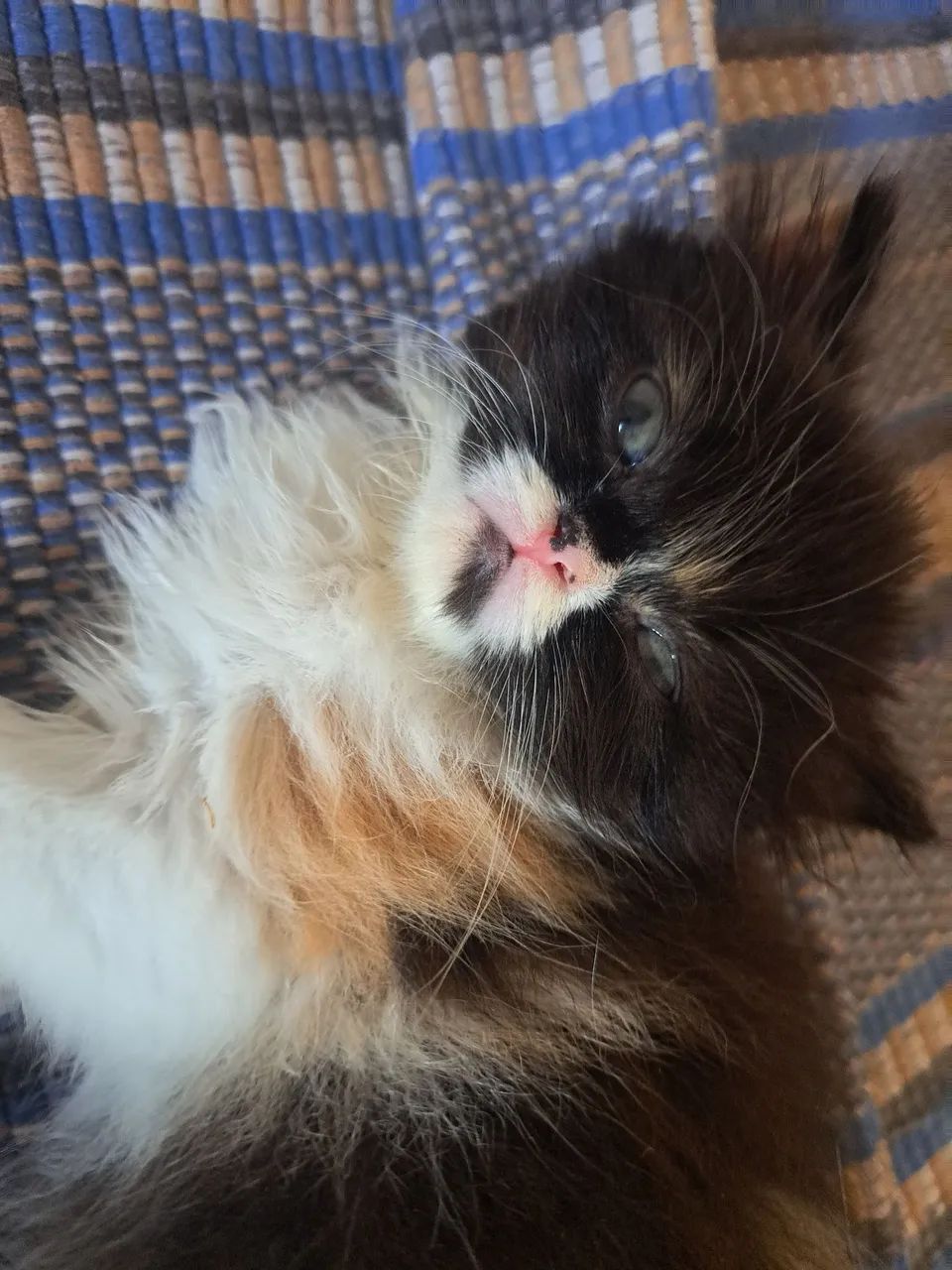 Vende-se gatinha persa  - Foto 2