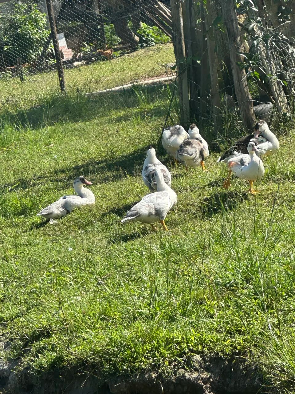 Pato