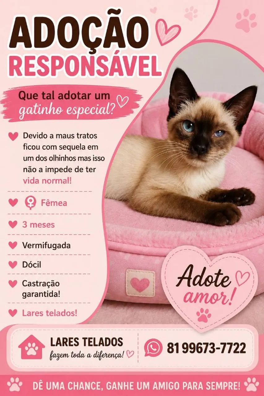 Gata para adoção responsável