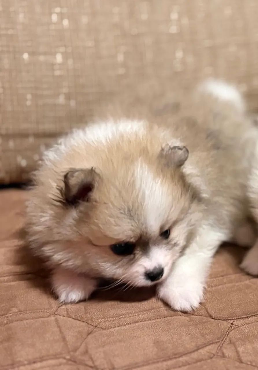 Cachorro  - Foto 2