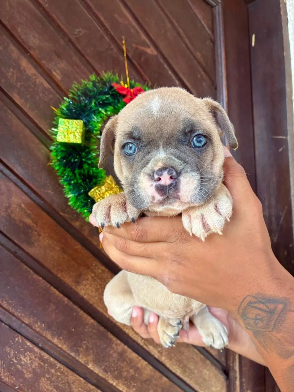 American bully micro  - Foto 3