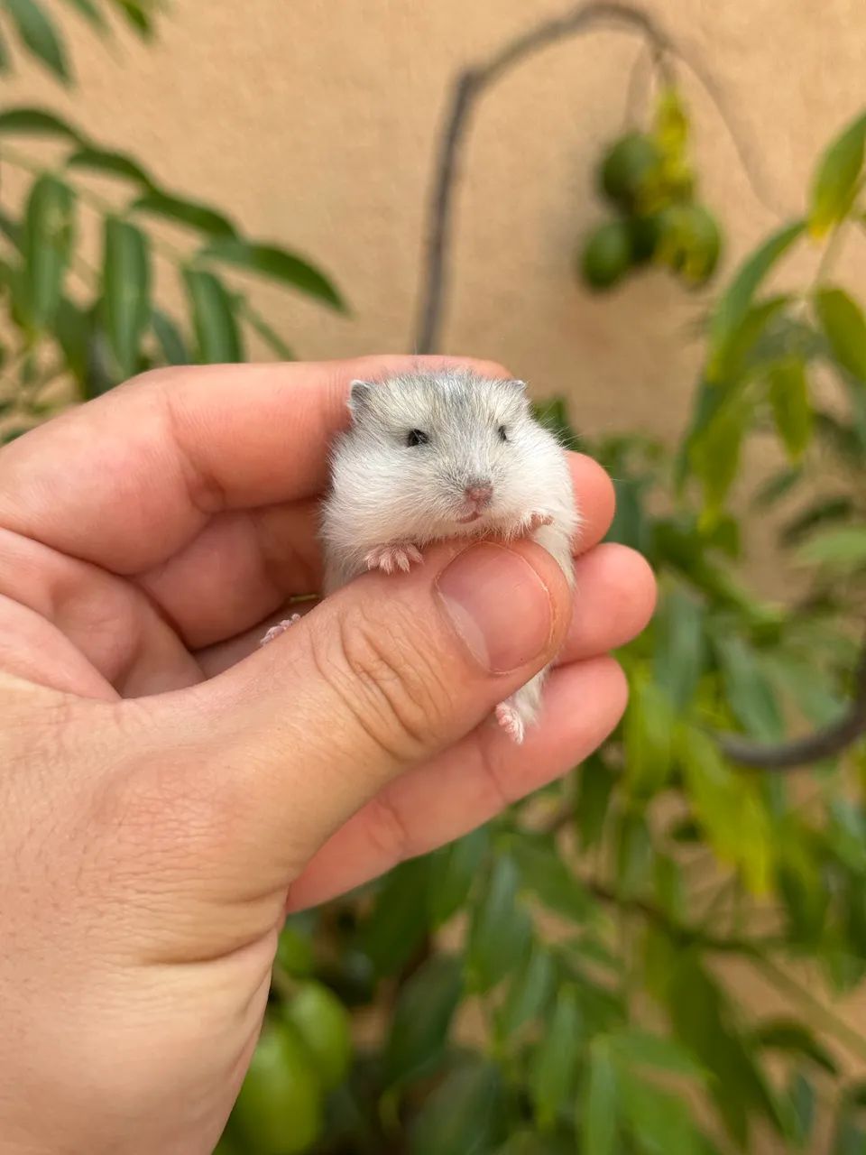 Hamster  - Foto 2