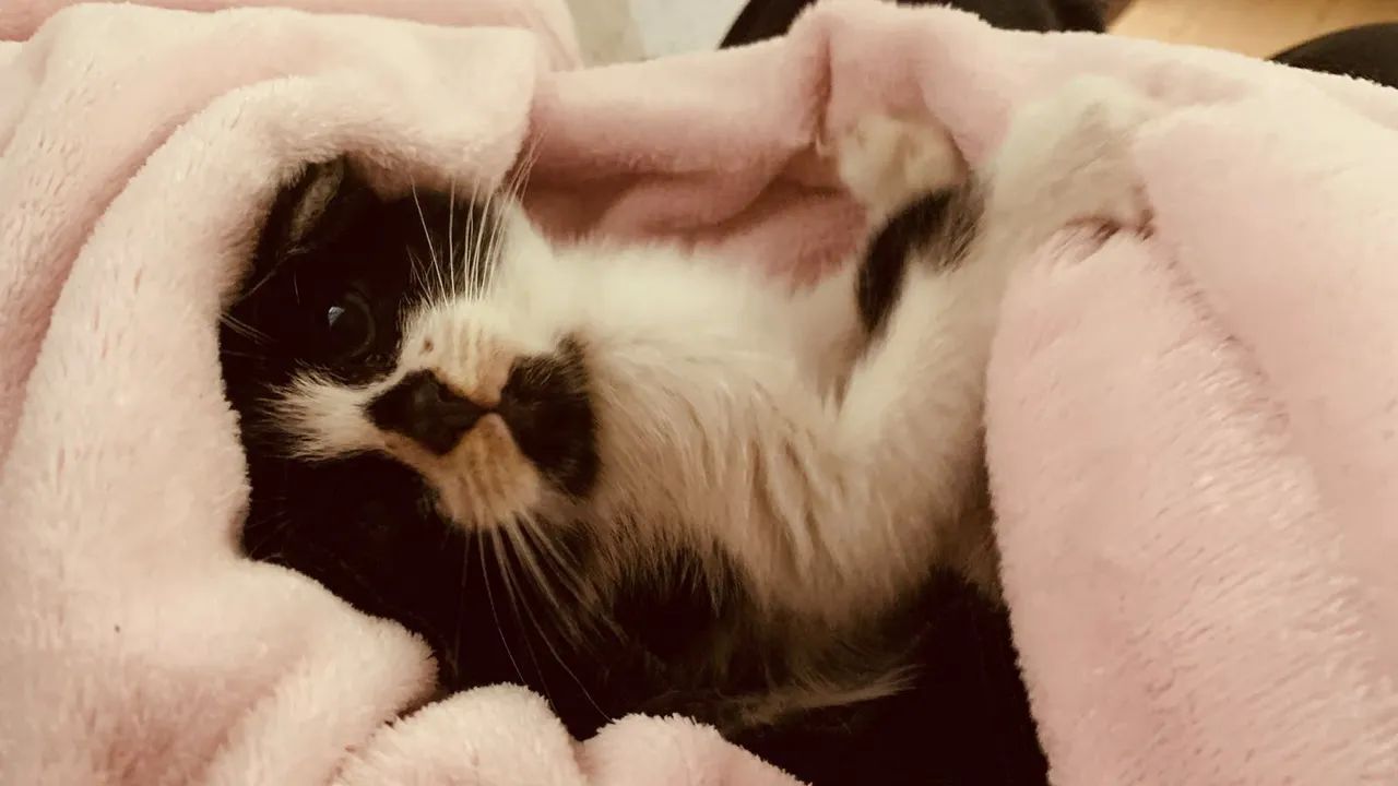 Estou doando esse gatinho 