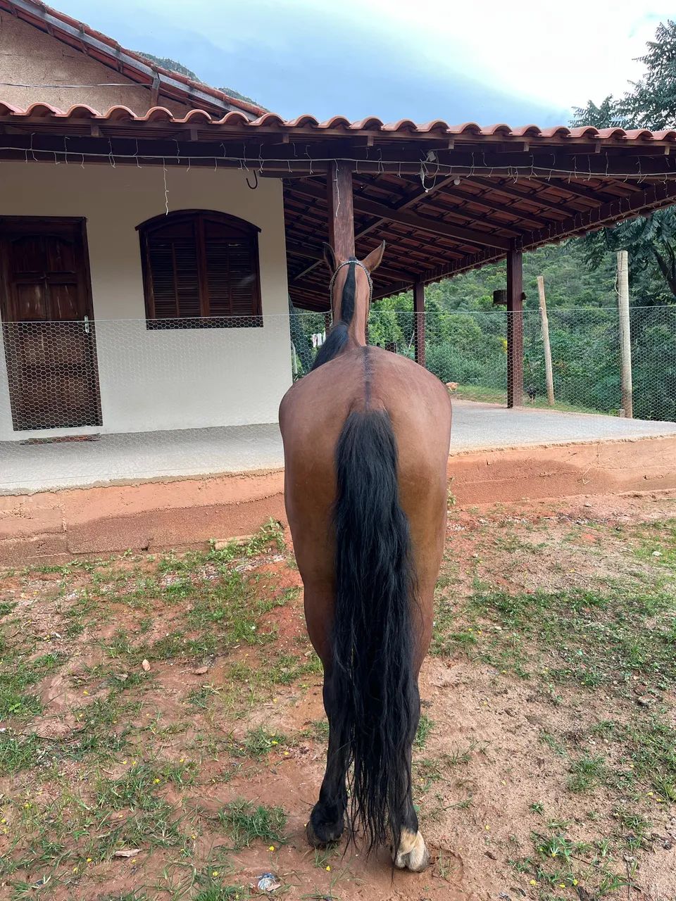 Vendo égua marcha picada  - Foto 3