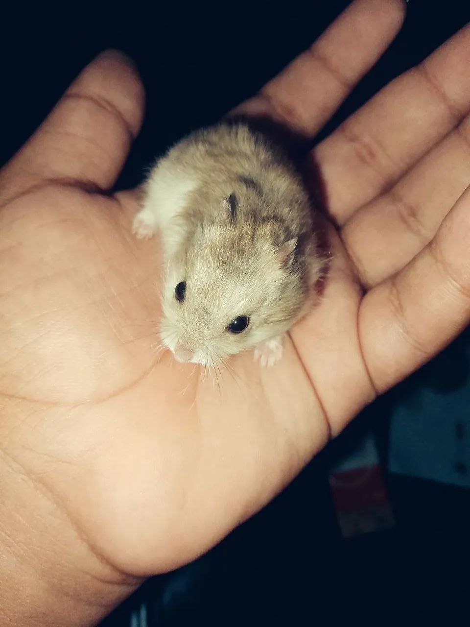 Hamster - Foto 2