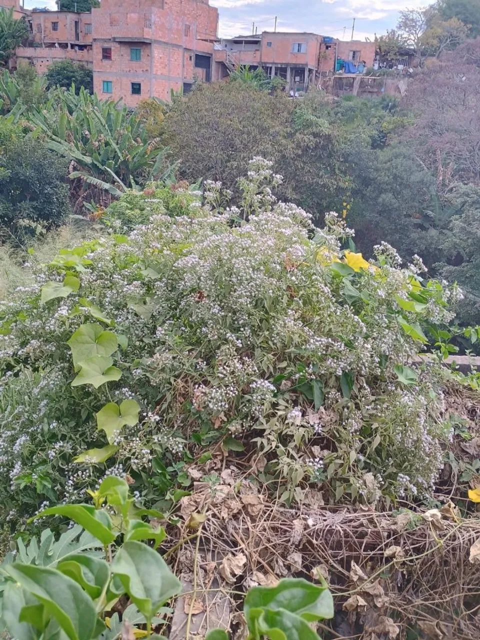 Foto - Esmeraldas - Recanto Verde