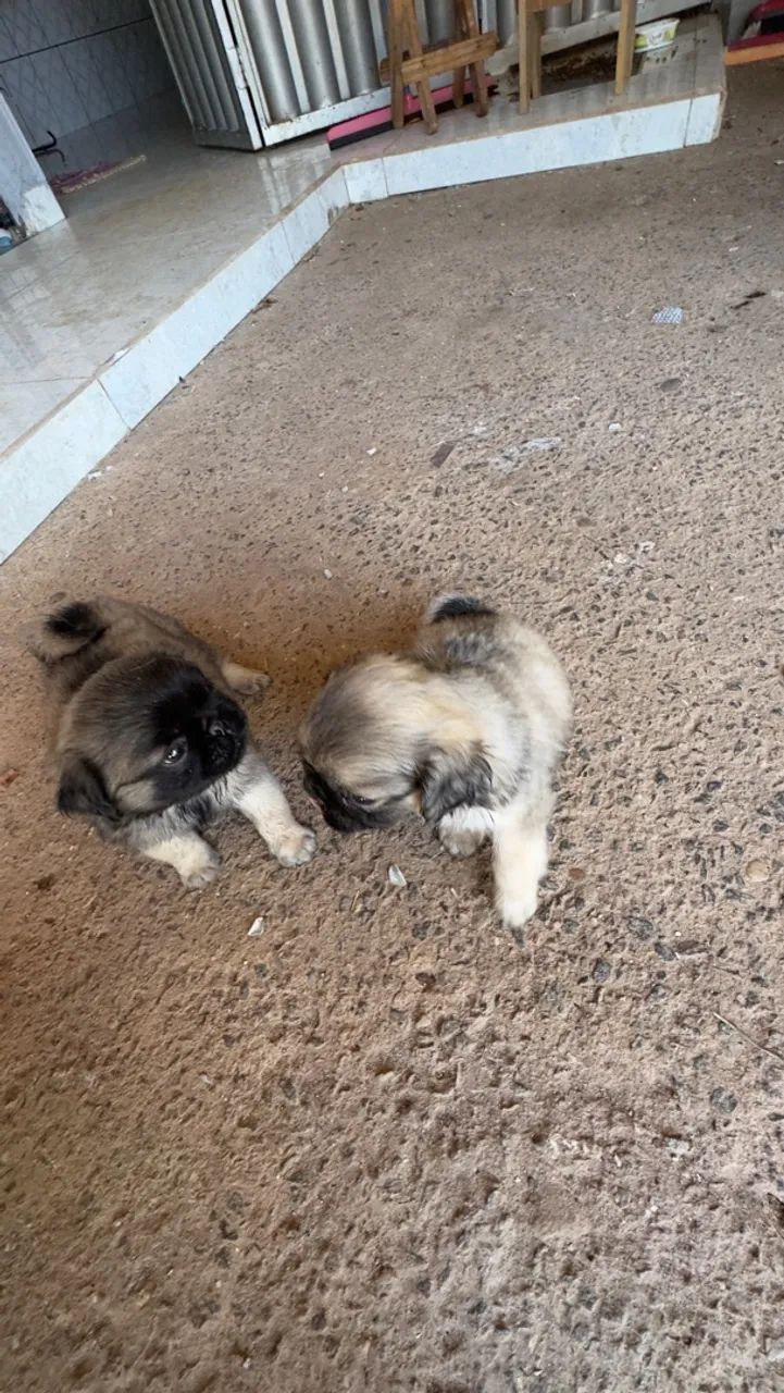 Filhotes de PUG macho 