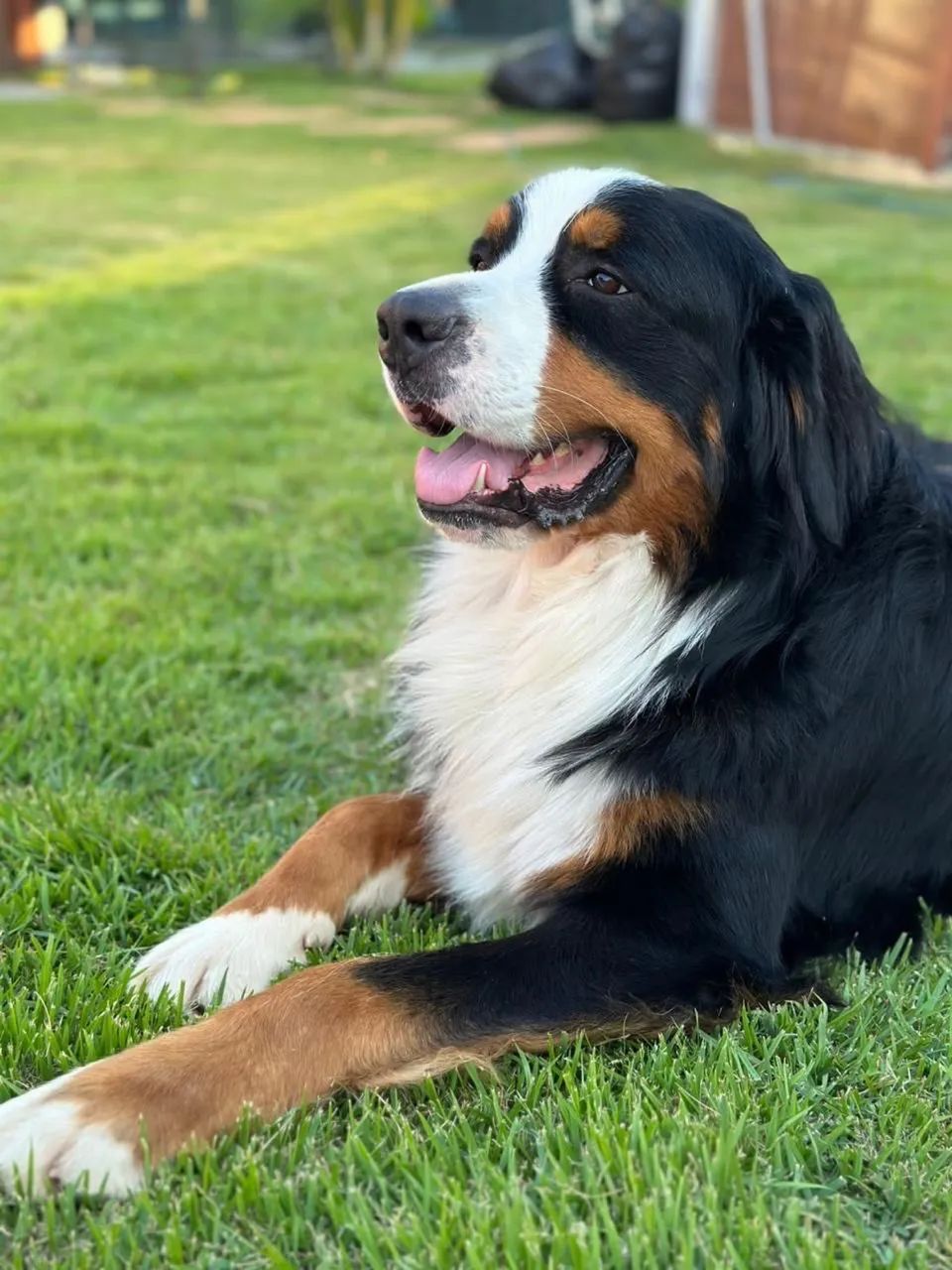 Bernese Macho para Cobertura (Cruzar)