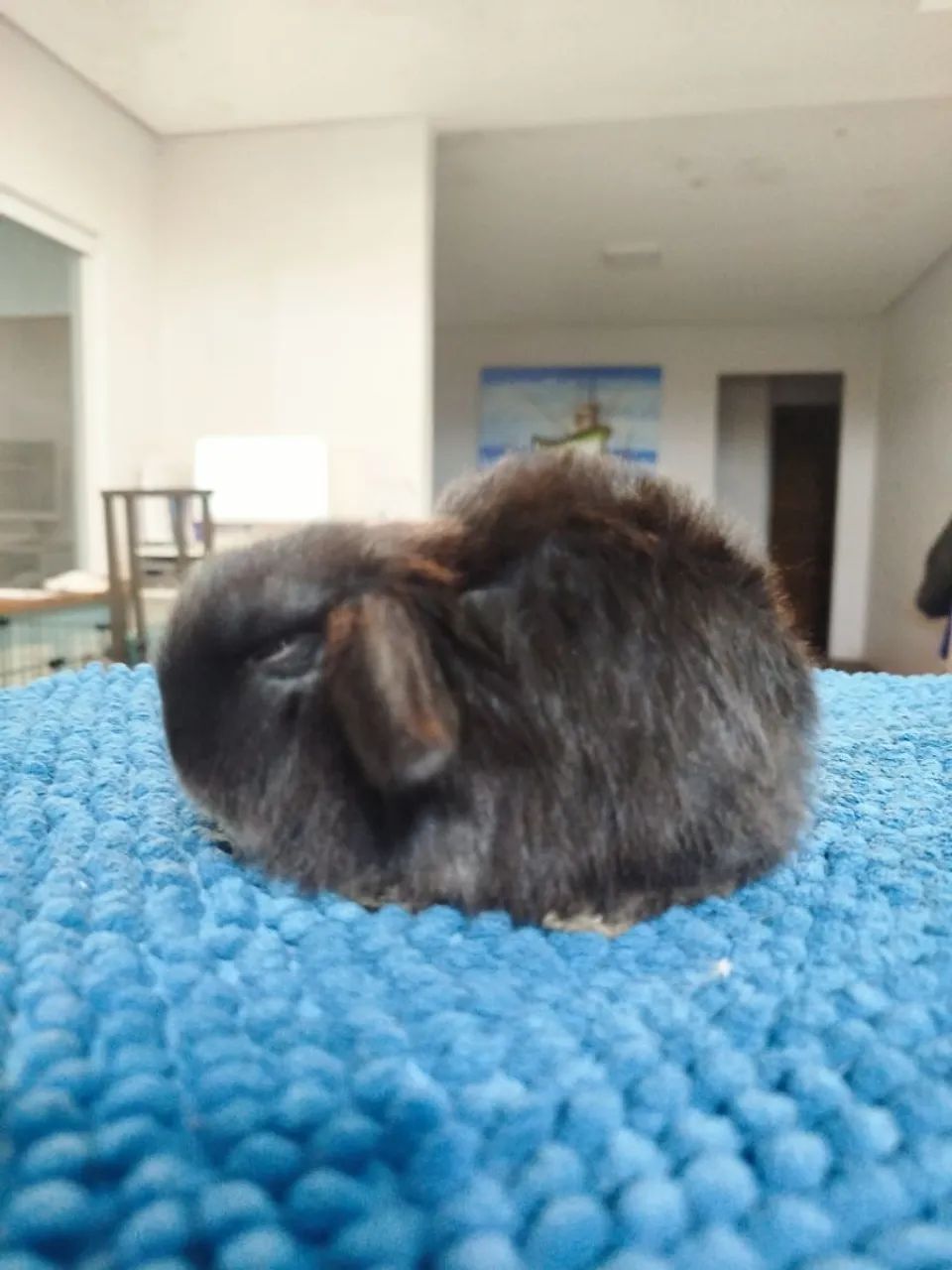 Filhote coelho mini lop - Foto 2