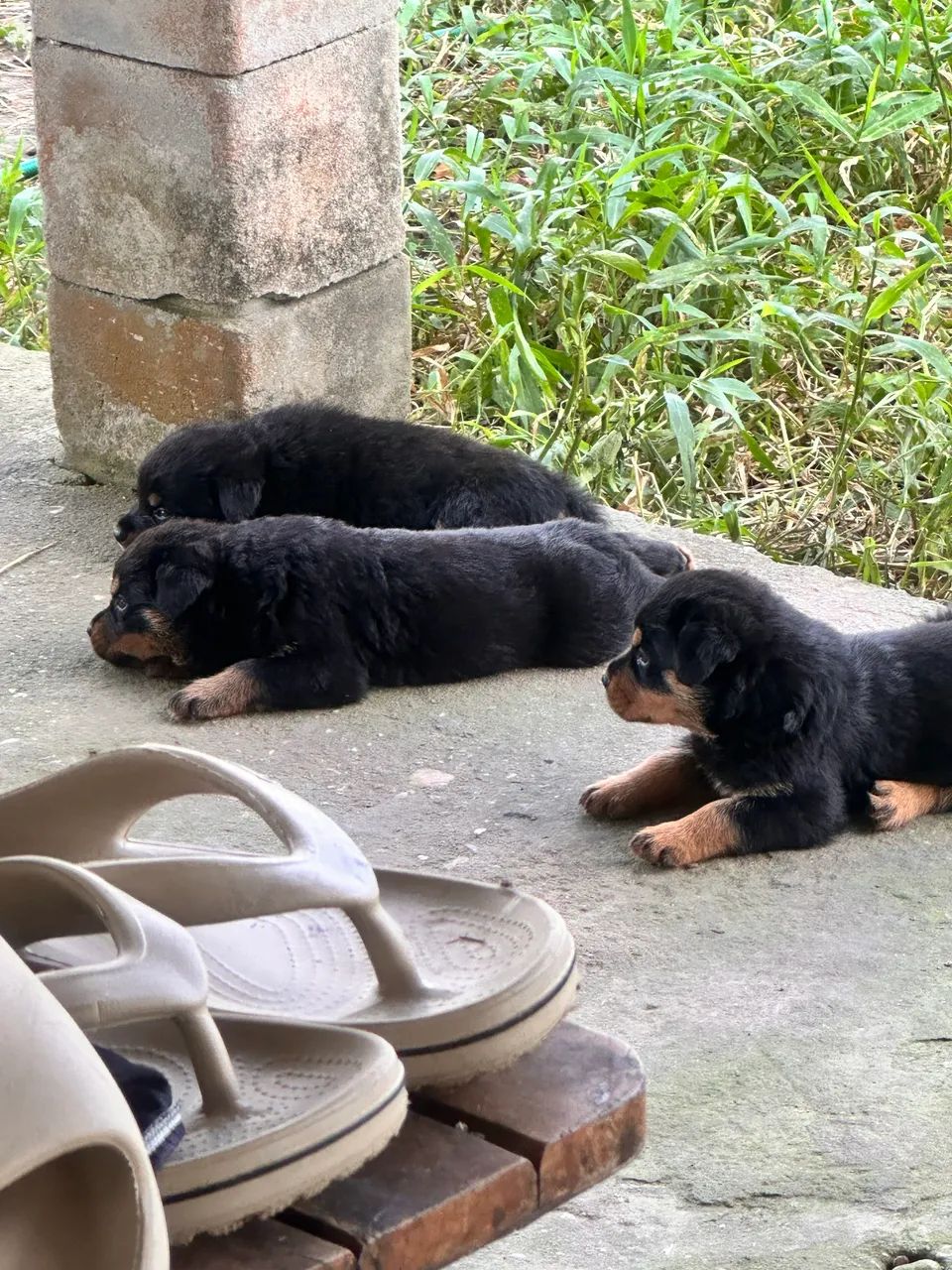 Filhotes de ROTTWEILLER