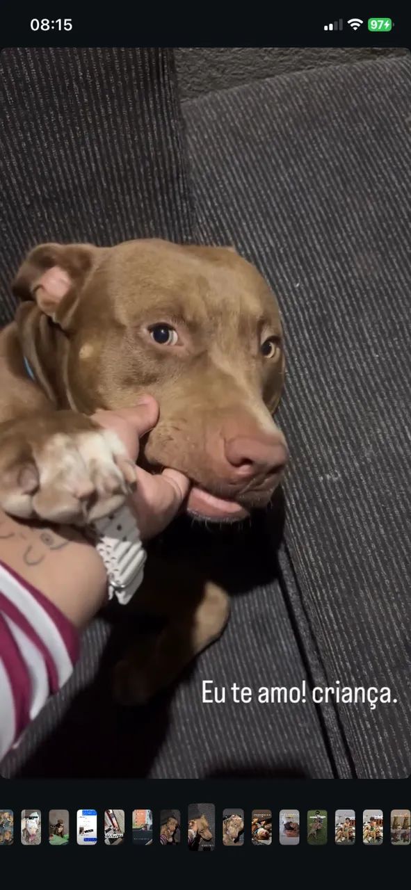 Pitbull - Foto 5