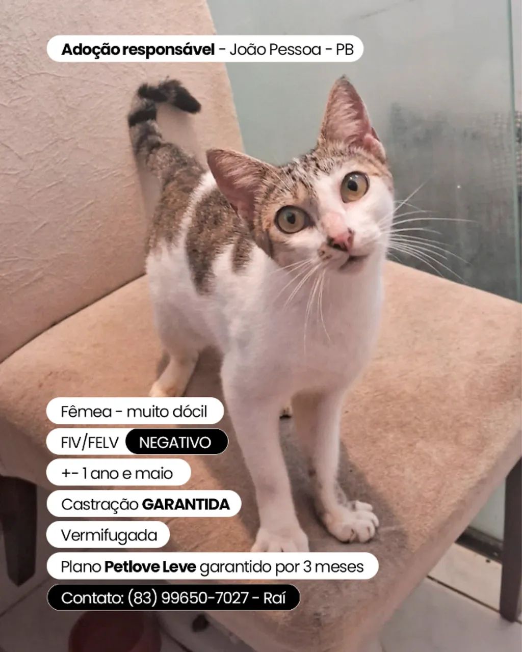 Gatinha dócil e saudável procura família