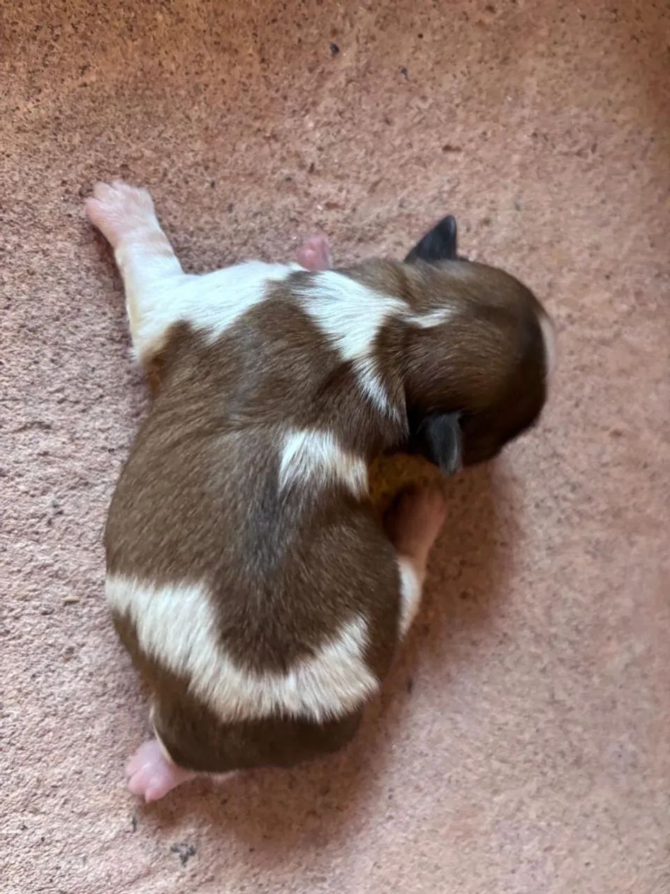 Shitzu mini macho  - Foto 3