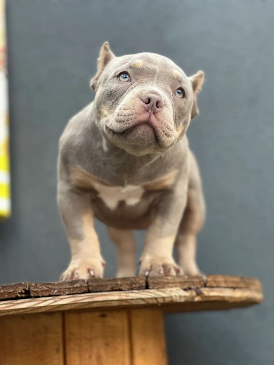 AMERICAN BULLY MICRO - FÊMEA 