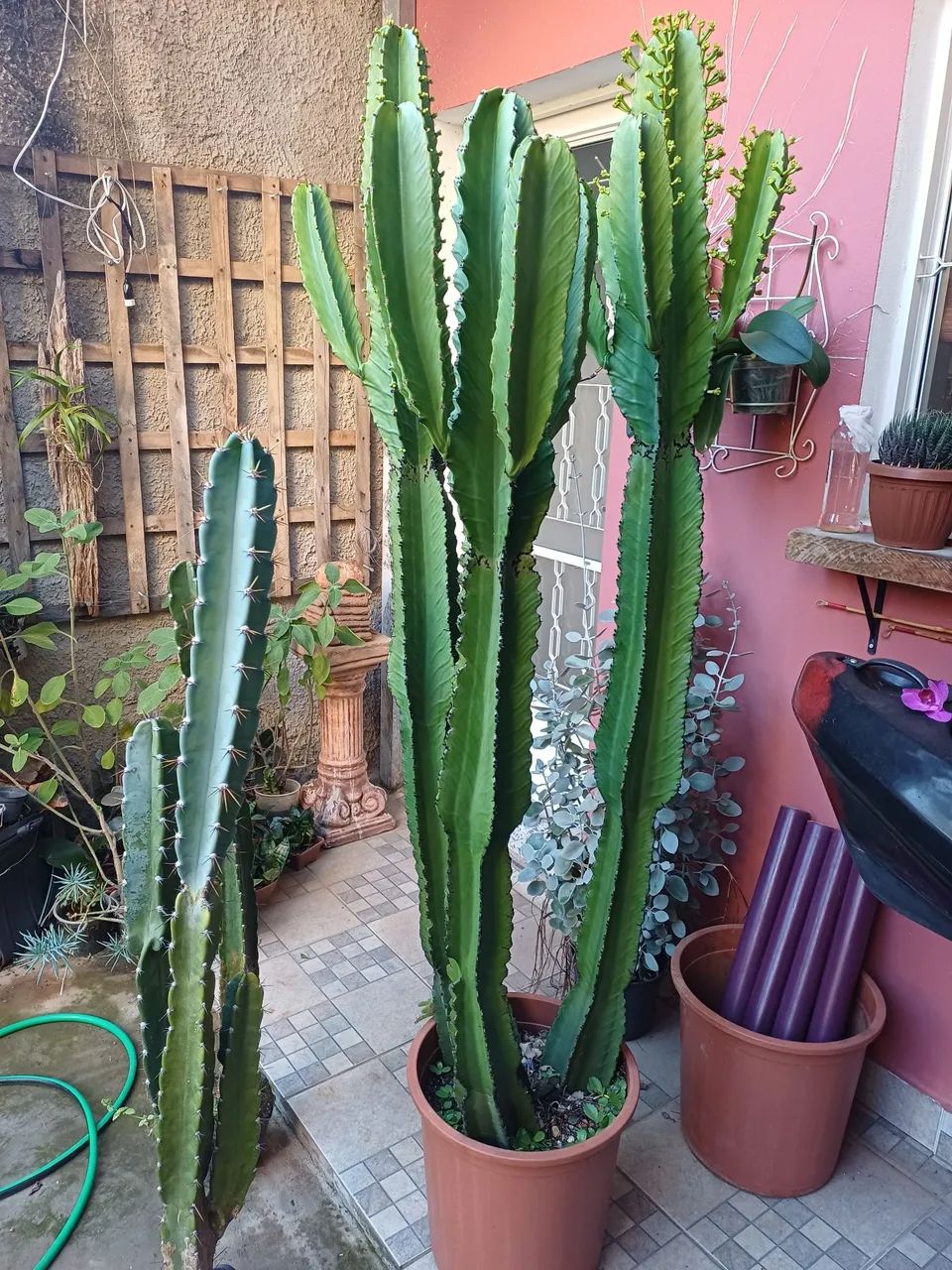 CACTOS MANDACARU BEM FORMADO  - Foto 6