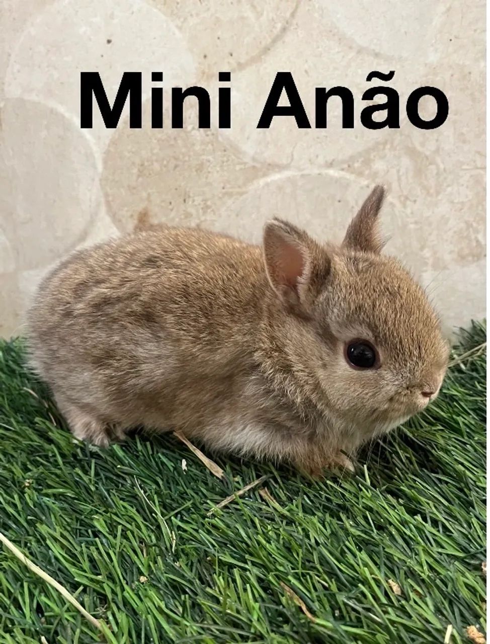 Coelho Netherland Dwarf  - Foto 3
