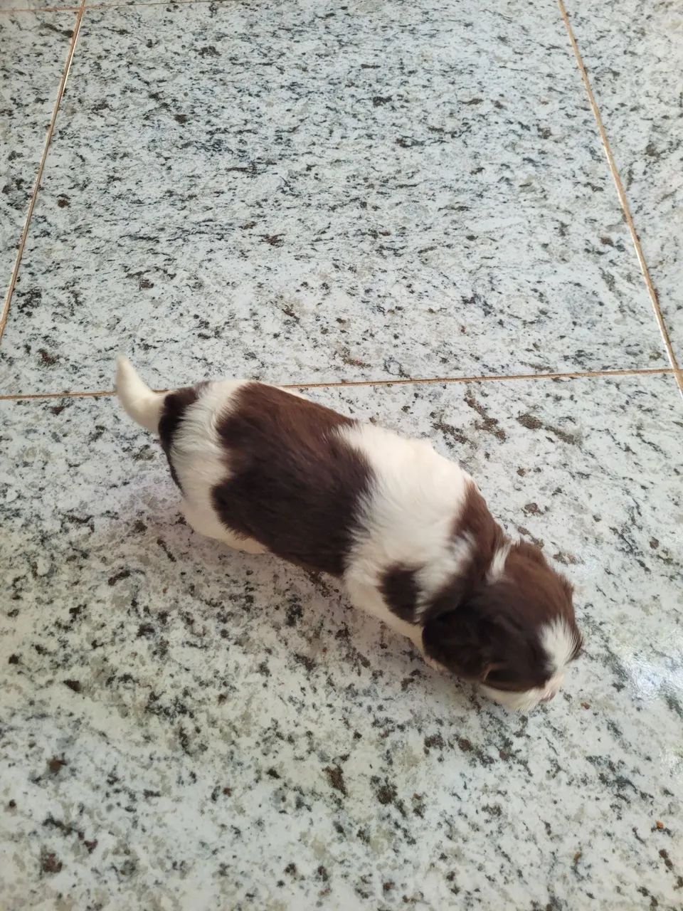 Filhote de shitsu com o macho  - Foto 2