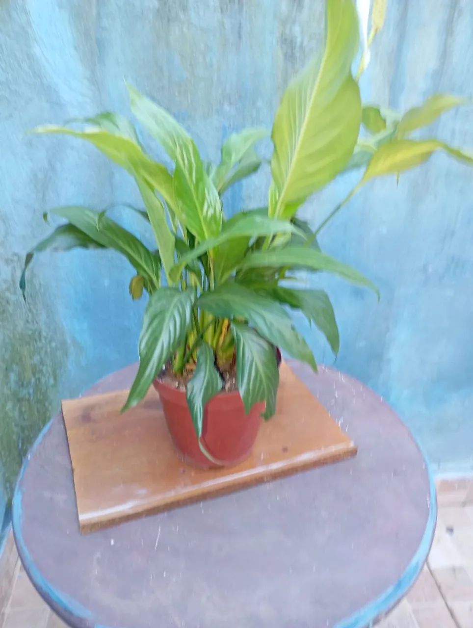 Sementes e plantas  - Foto 4