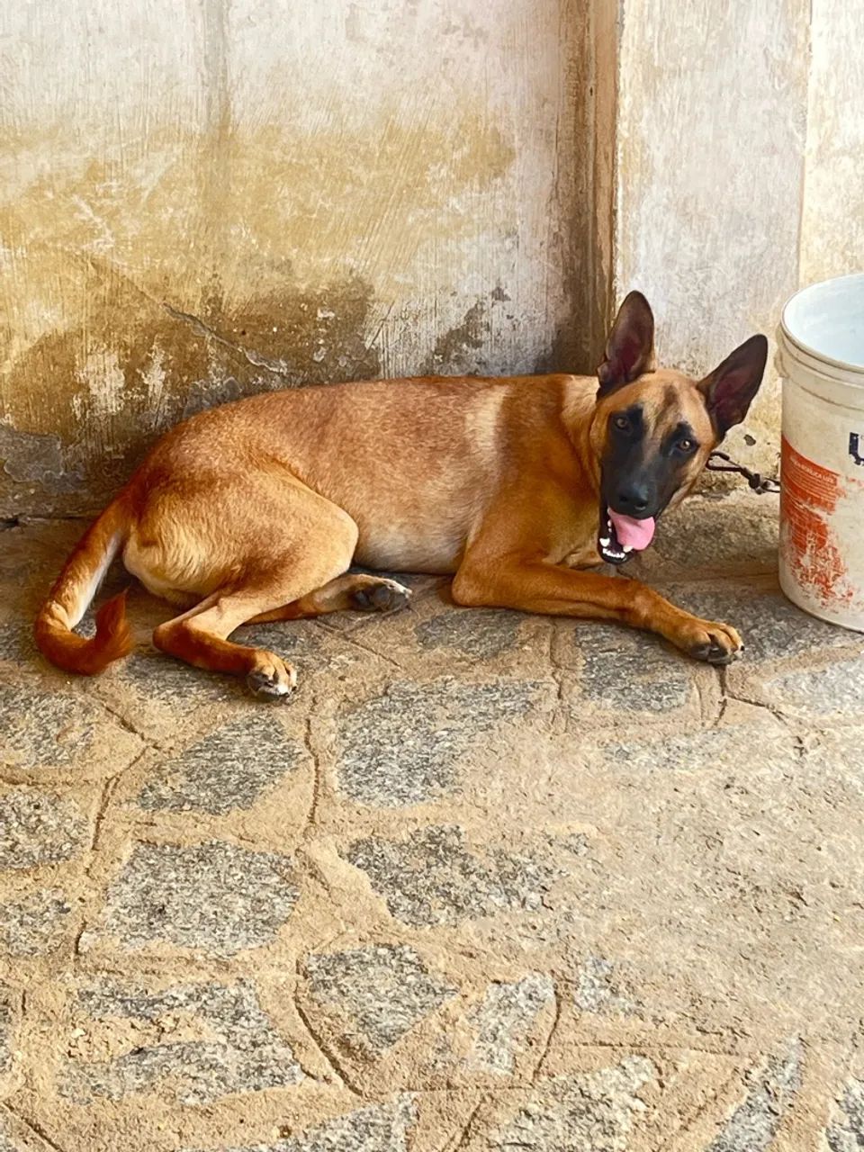 Cachorro pastor belga malinois 