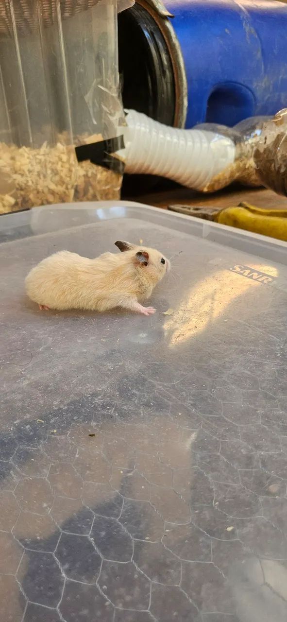 Hamster ? sírios disponíveis! - Foto 4