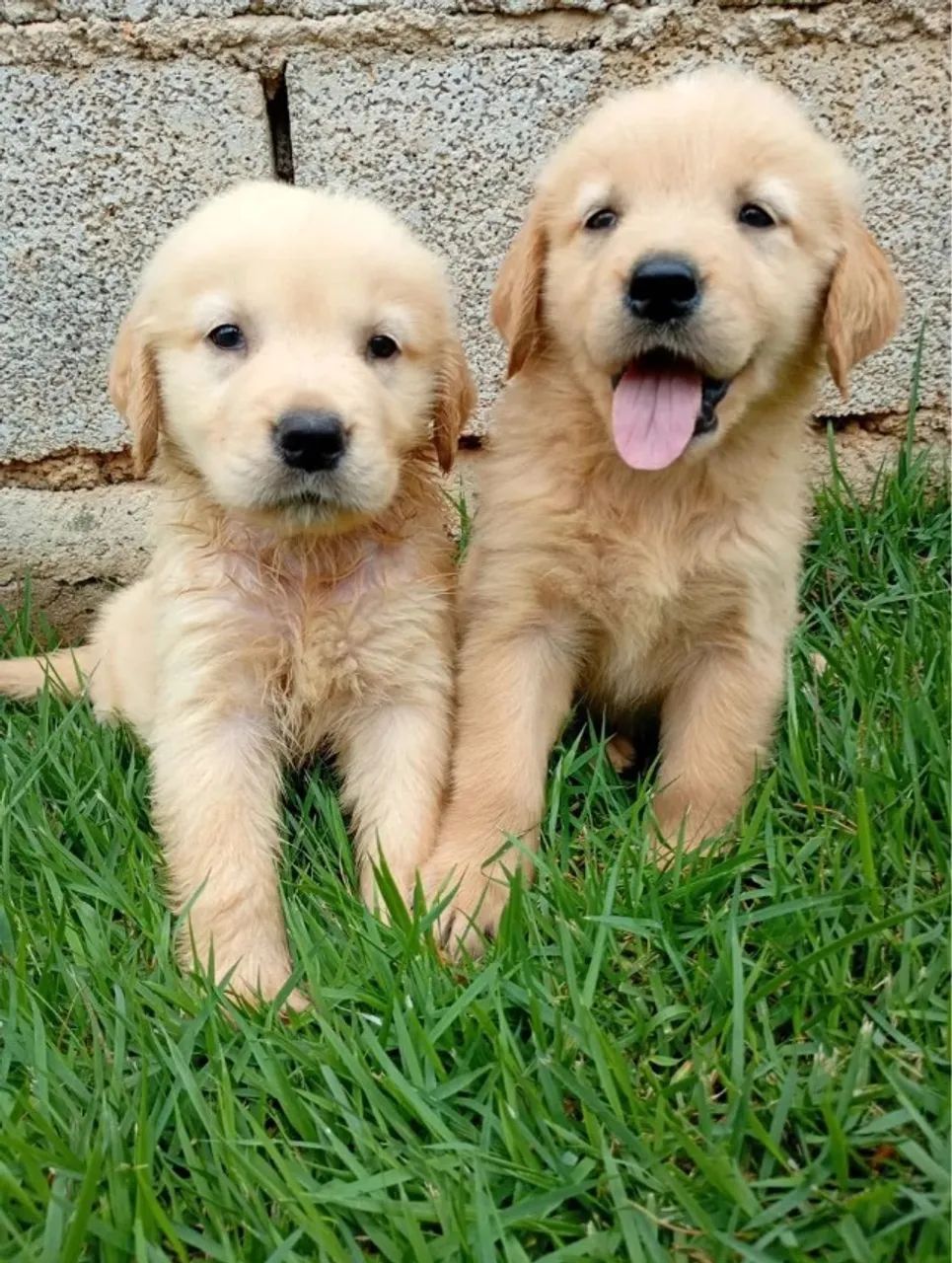 Cachorros - Foto 2