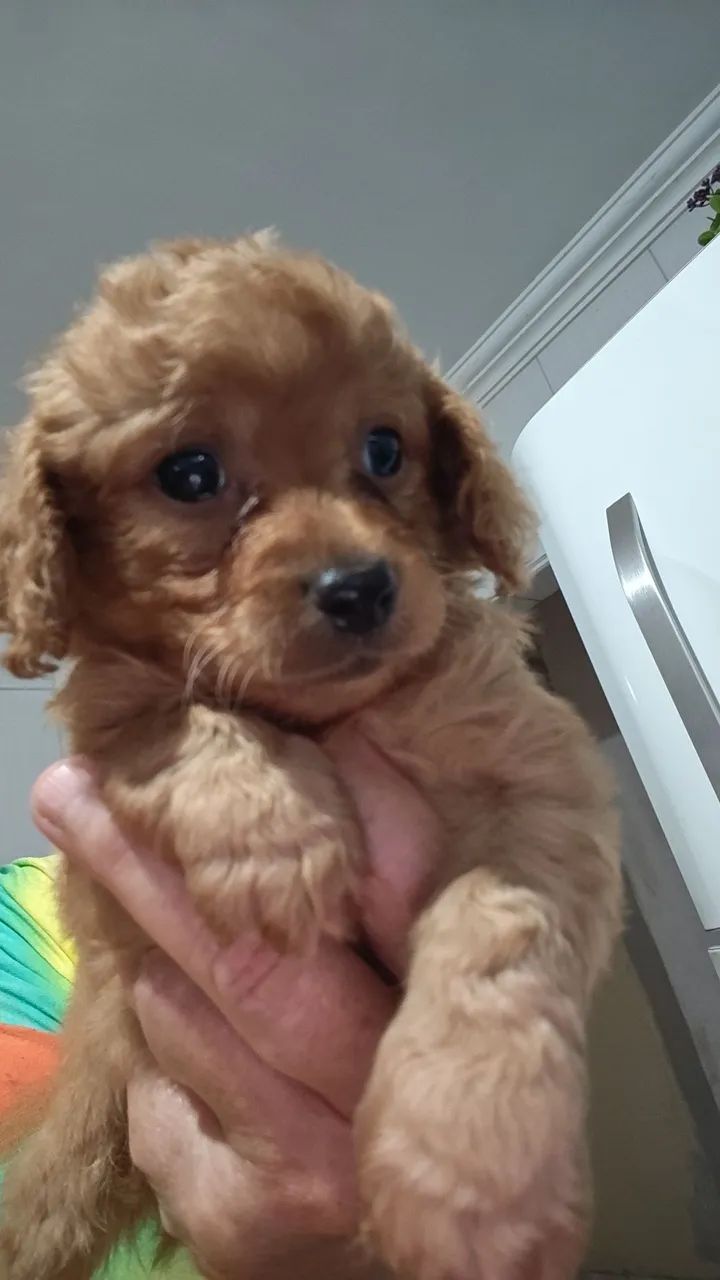 Vendo podlle red. - Foto 2