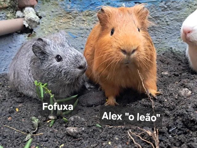 Porquinhos da Índia  - Foto 3
