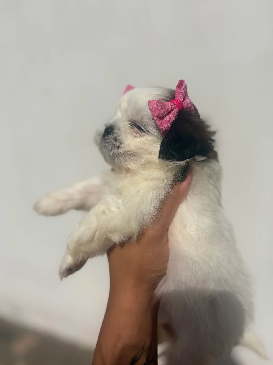 Fêmea shitsu disponível  - Foto 2