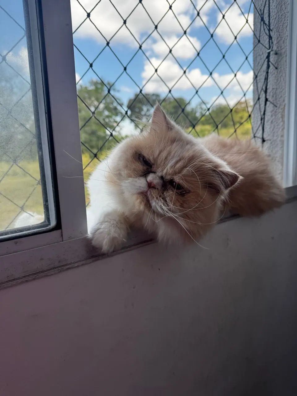 Gato persa  - Foto 4