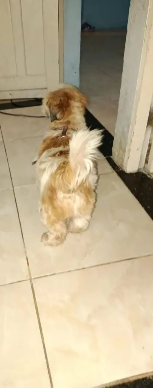 Doação de shitzu