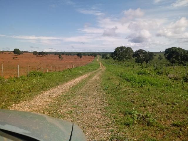 Fazenda 1.940 hectares na Estrada do Manso a 50 km de Cuiabá - Foto 15