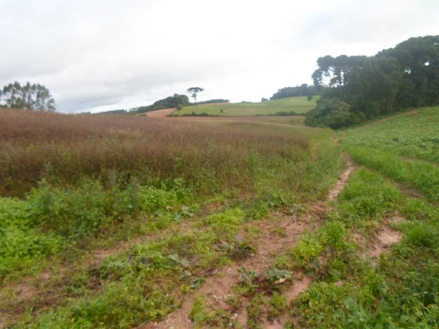 Terreno 1 alqueire e meio - Foto 8