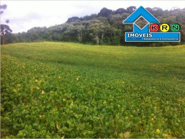 Fazenda - Fazenda a Venda no bairro Área Rural de Ponta Grossa - Ponta Grossa, P... - Foto 8