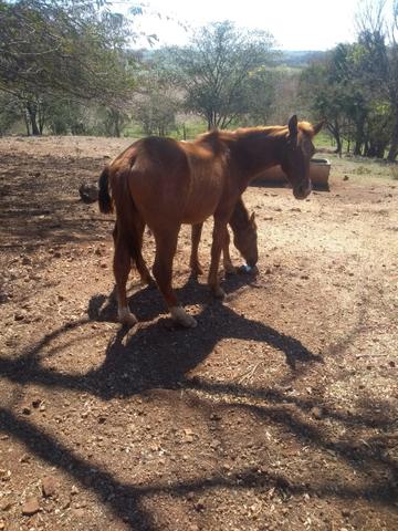 Potros QM