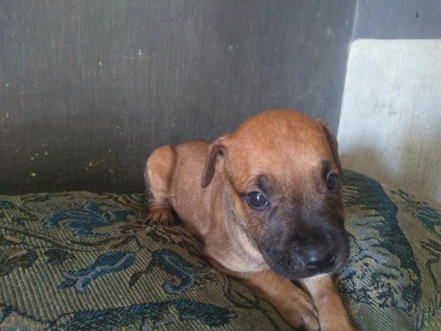 Vendo filhote de pitbull $ 500,00 - Foto 4