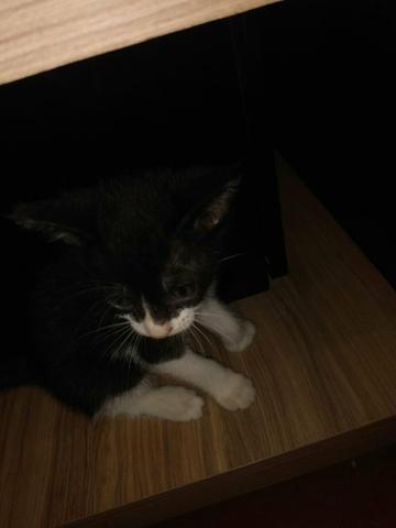 Doação gatos - Foto 4