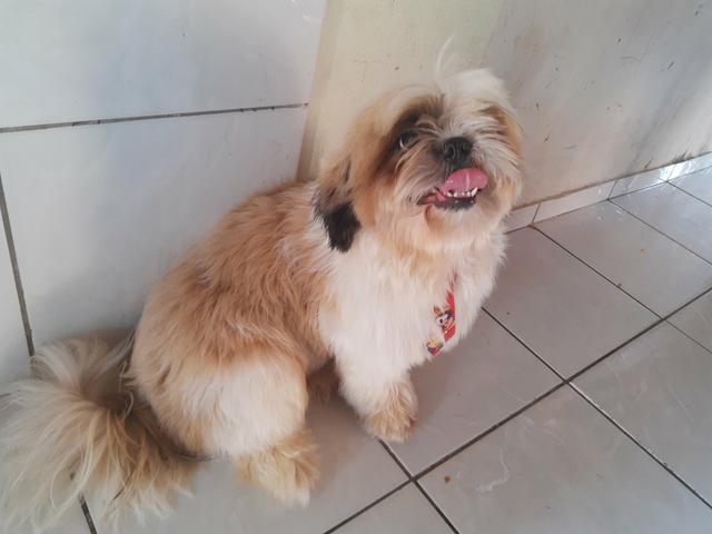 Shih tzu macho