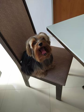 Filhotes de Yorkshire Terrier Mini - Foto 2